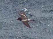 白腰叉尾海燕(leucorhoa) - ML144951011