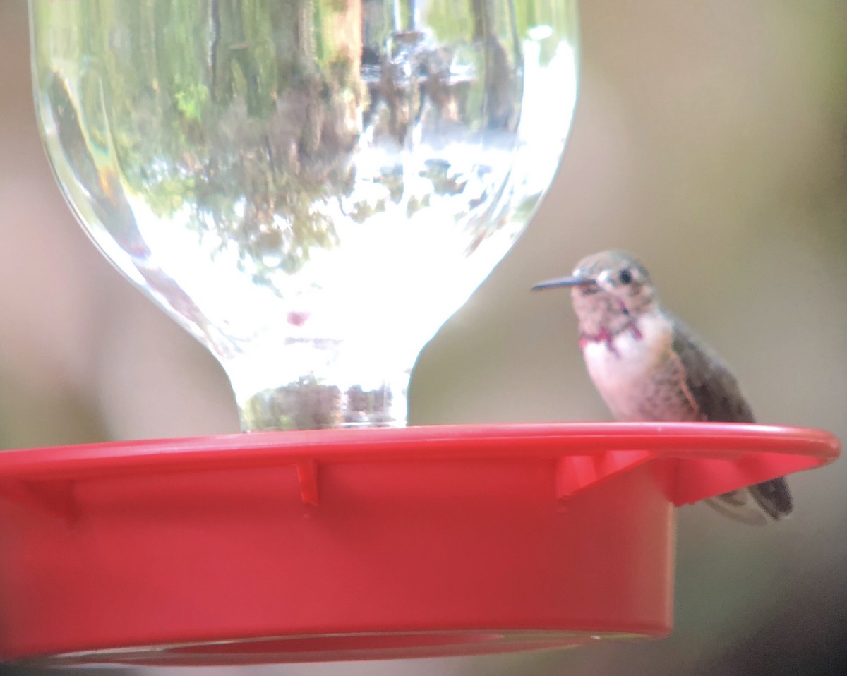 Calliope Hummingbird - ML144951121