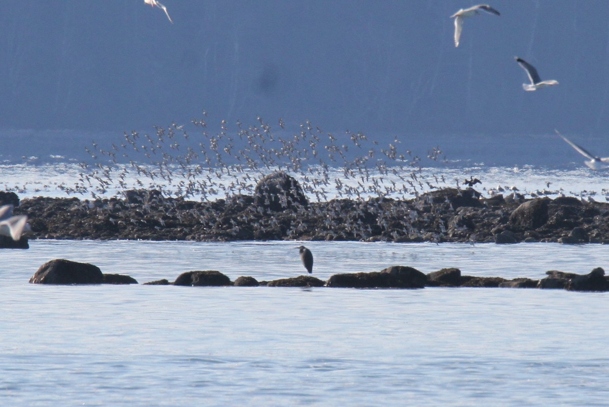 Alpenstrandläufer - ML144952181