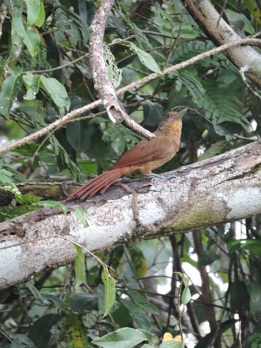 Cinnamon-throated Woodcreeper - ML144959281