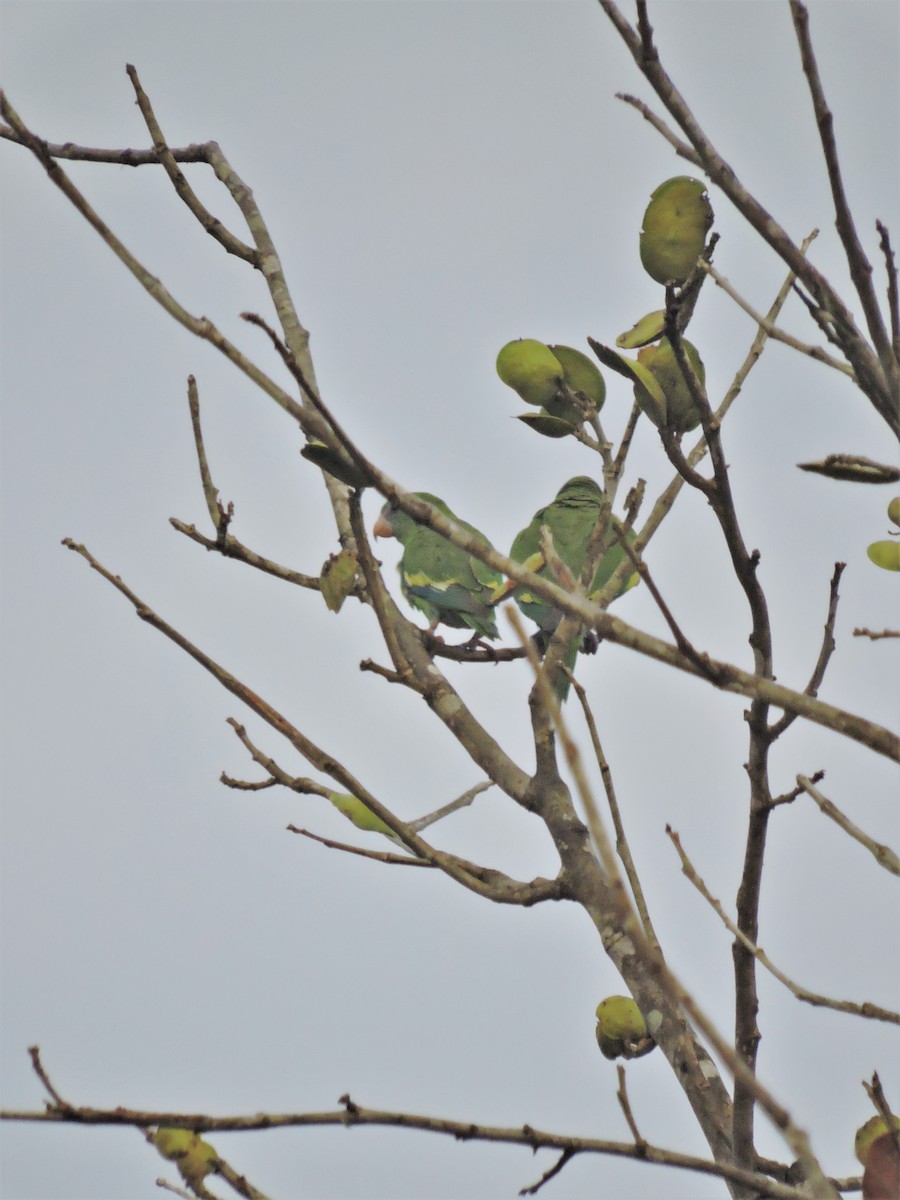 White-winged Parakeet - Ginny Culver