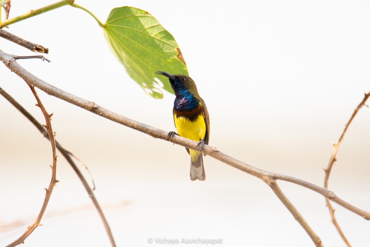 Ornate Sunbird - ML144960031