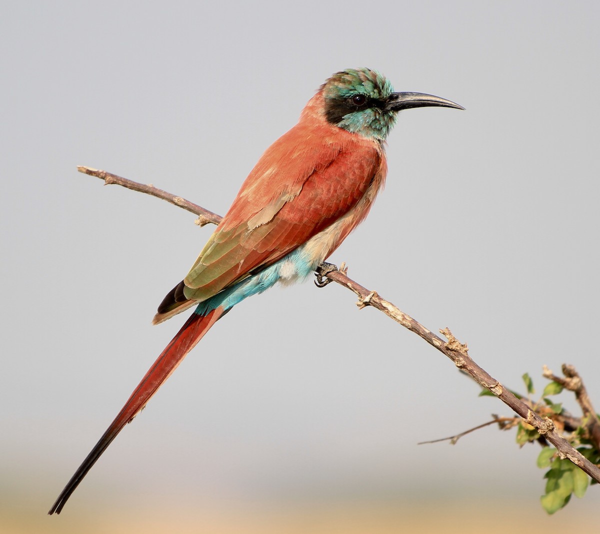 Northern Carmine Bee-eater - ML144960381