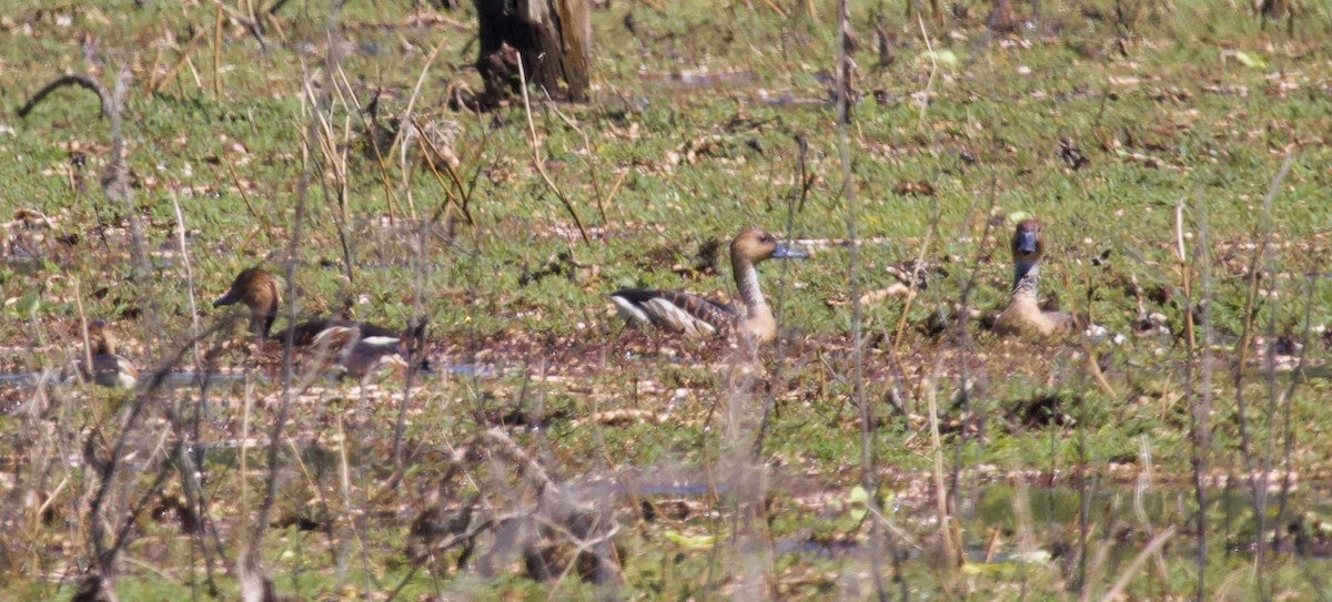 Fulvous Whistling-Duck - ML144960531
