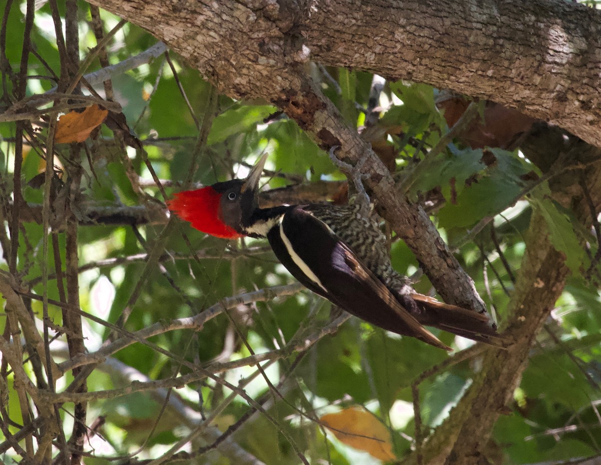 Pale-billed Woodpecker - ML144960811