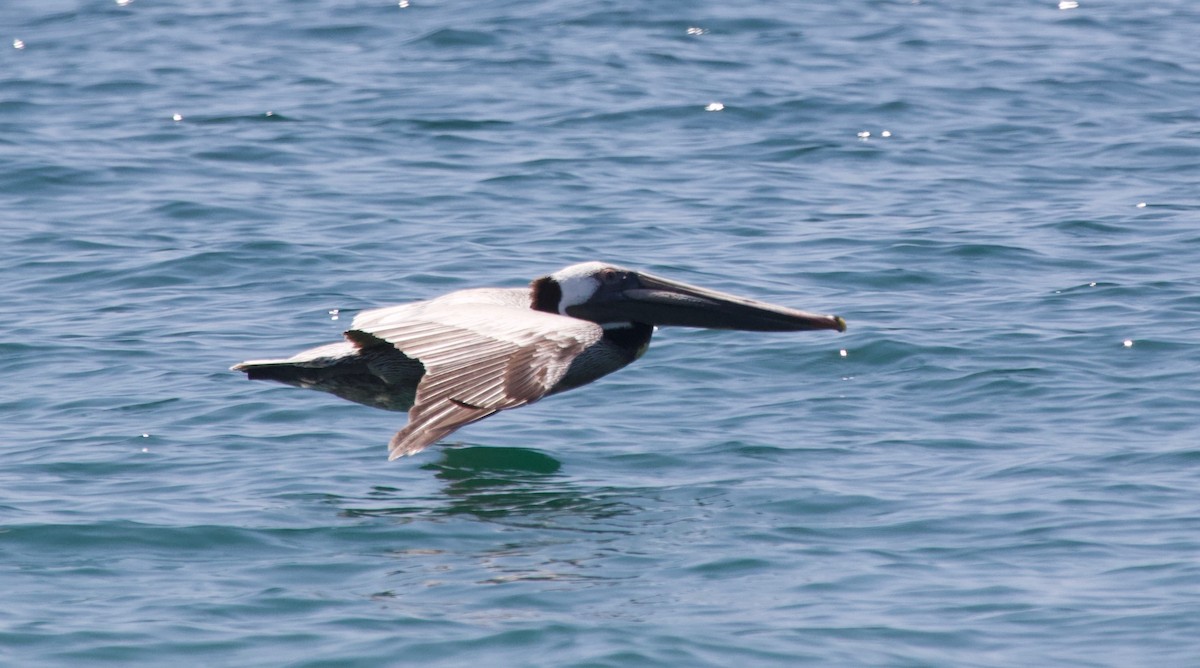 Brown Pelican - Liam Ragan