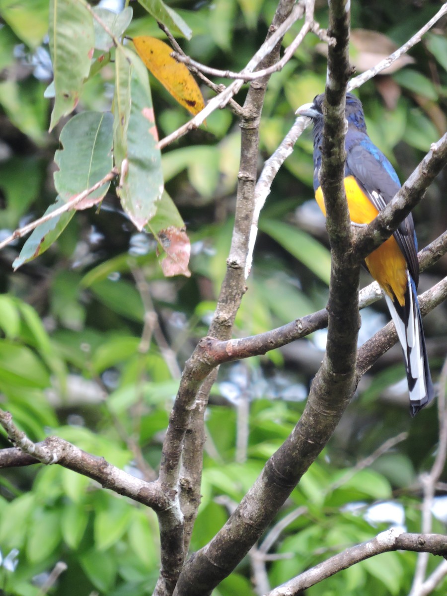 Green-backed Trogon - ML144962551