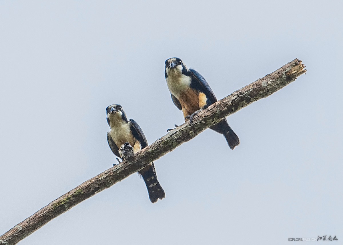 Black-thighed Falconet - ML144962851