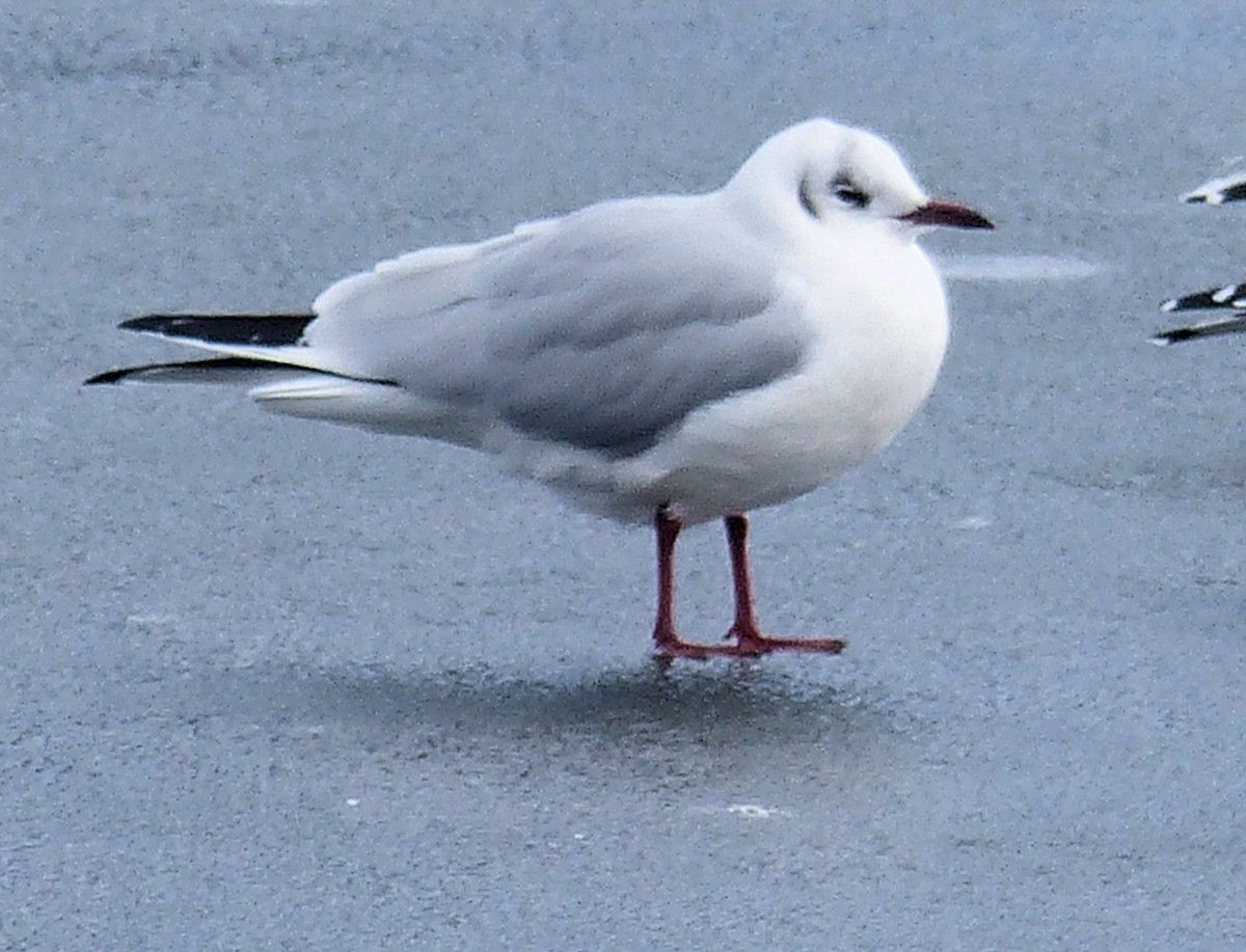 Mouette rieuse - ML144963571