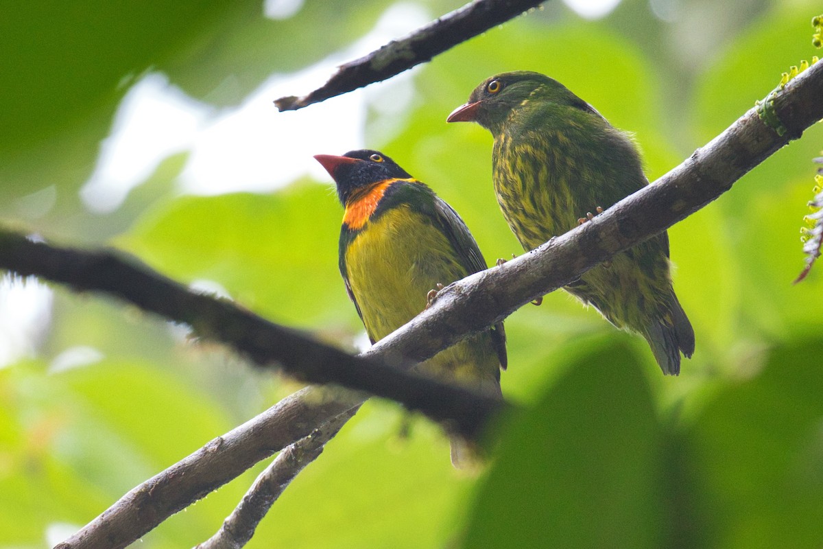 Orange-breasted Fruiteater - ML144965471