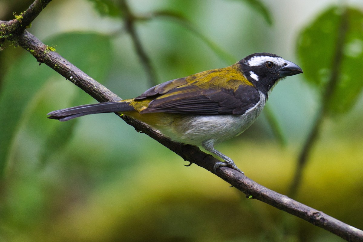 Black-winged Saltator - ML144965651