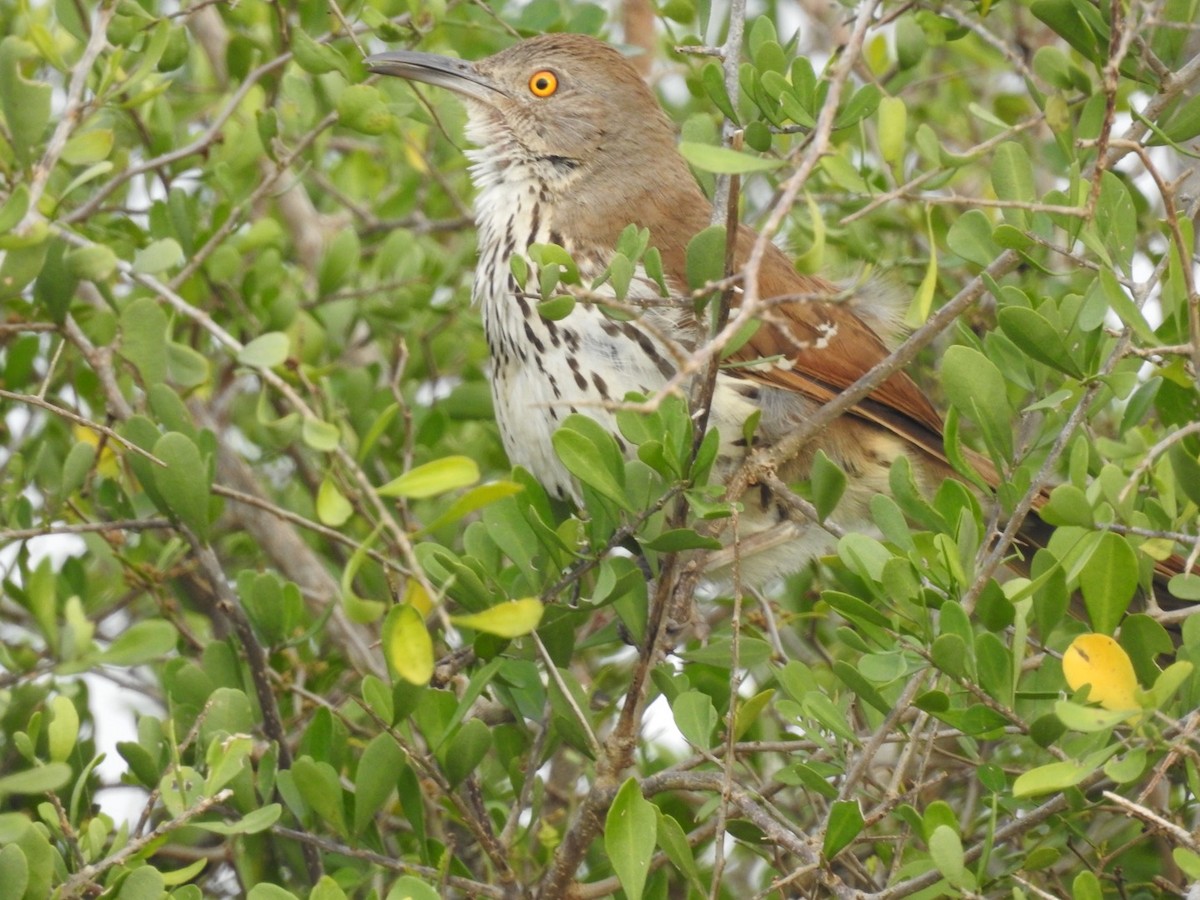 Long-billed Thrasher - ML144966811