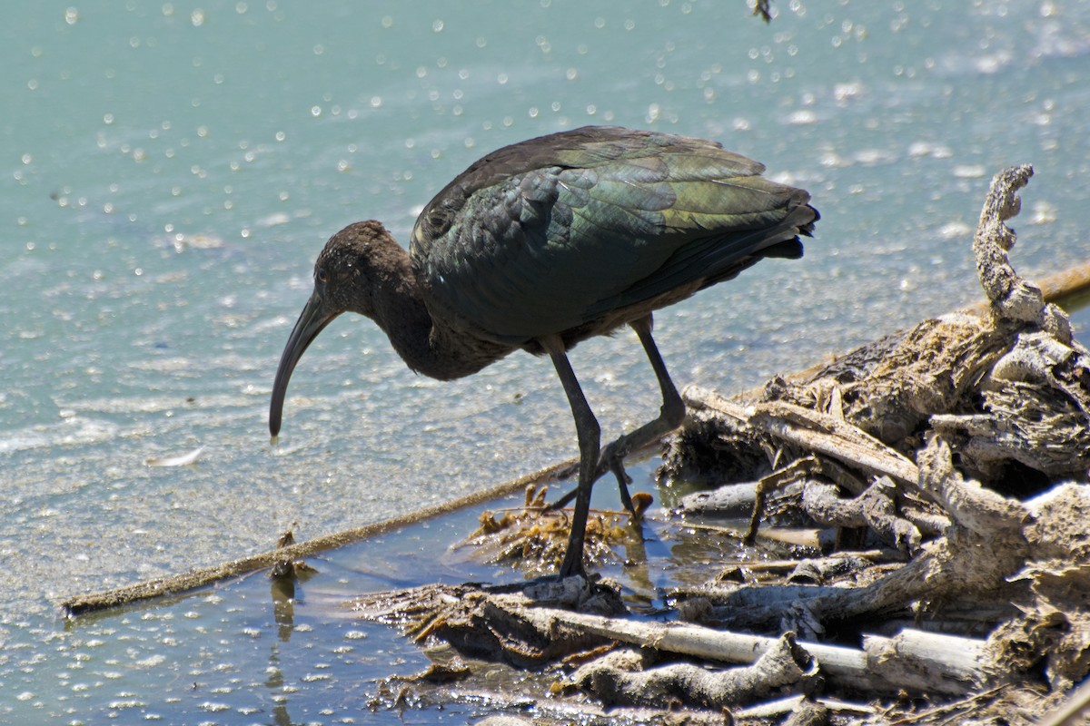 White-faced Ibis - ML144967571