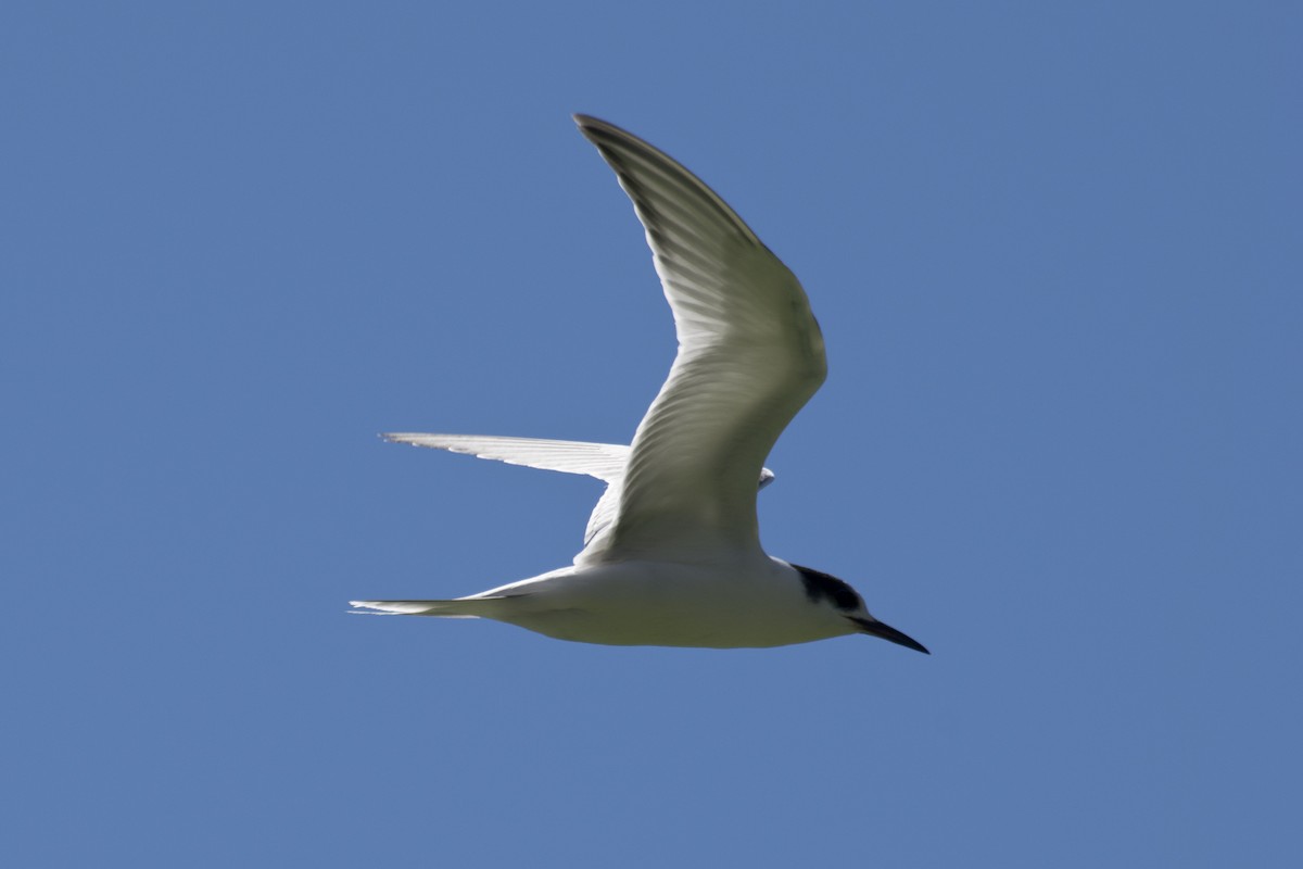 Common Tern - ML144967601