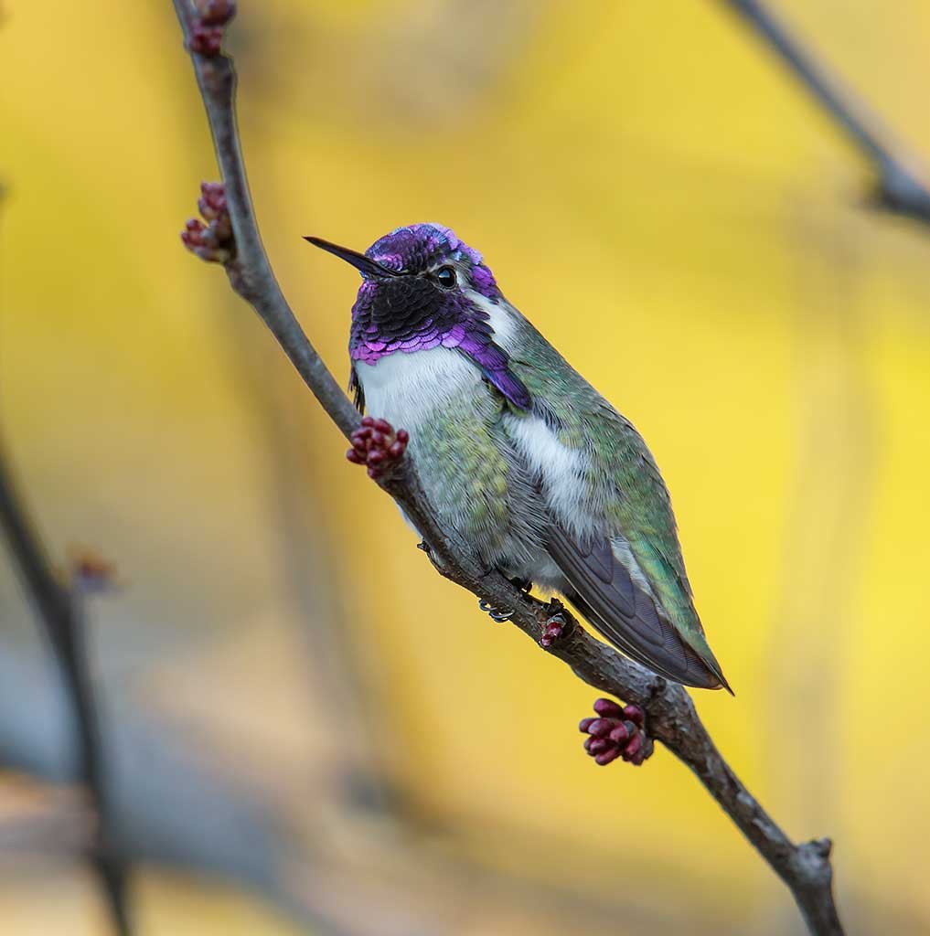 Costa's Hummingbird - ML144969201
