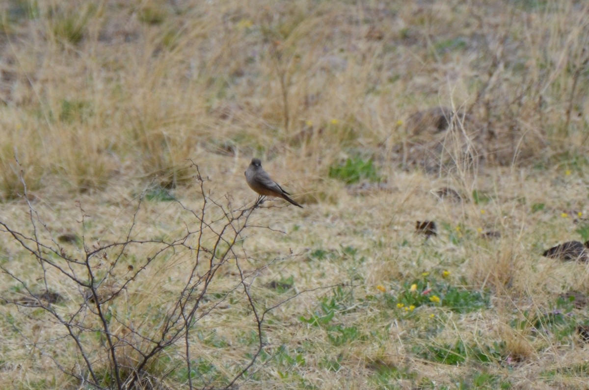 Say's Phoebe - Jeff Sexton