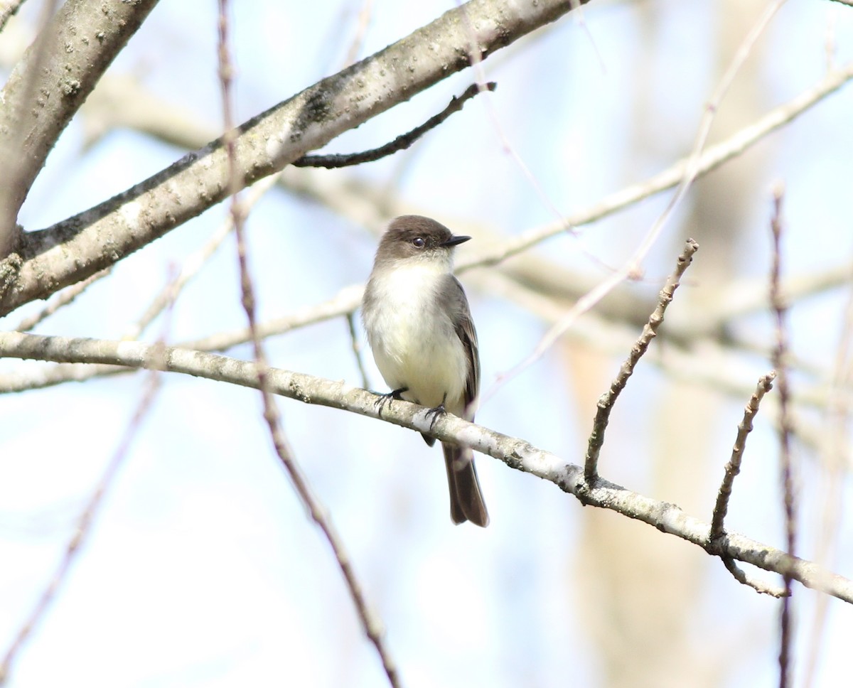 Eastern Phoebe - ML144971791