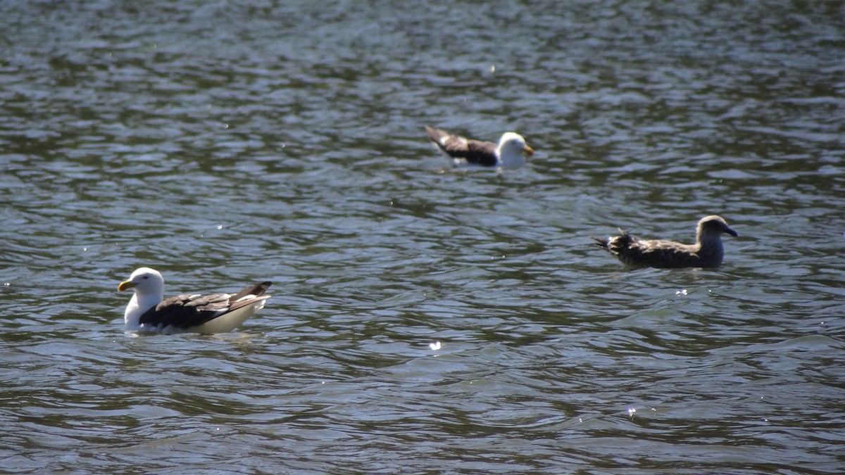 Kelp Gull - ML144972561