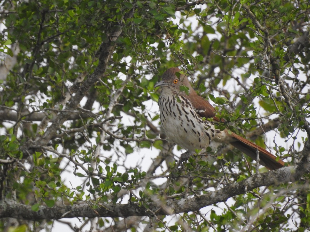 Long-billed Thrasher - ML144973311