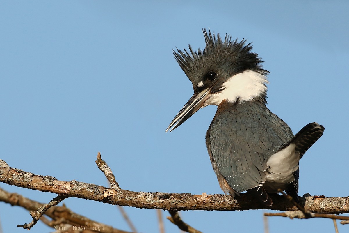 Belted Kingfisher - Shari  McCollough