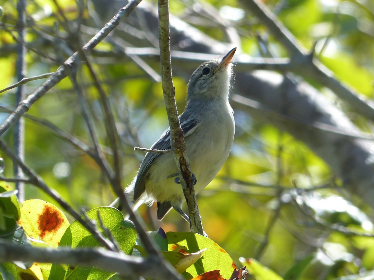 ML144975231 - Caatinga Antwren - Macaulay Library