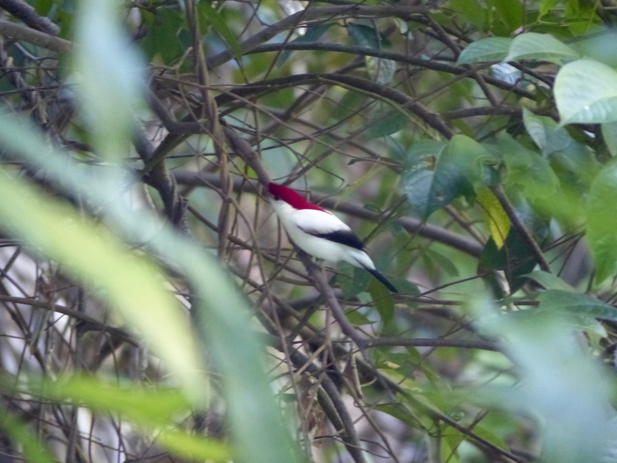 Araripe Manakin - ML144975691