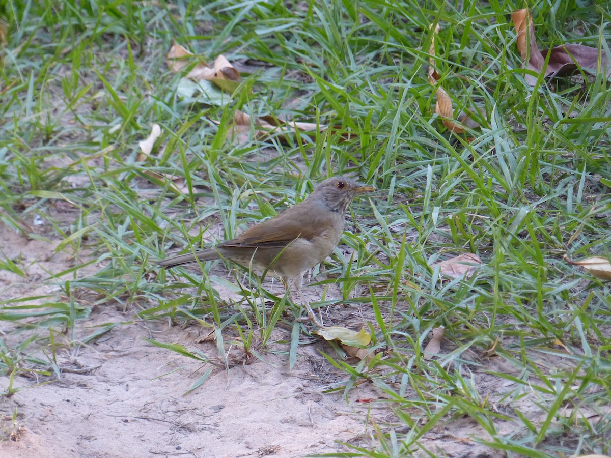 Pale-breasted Thrush - ML144975741