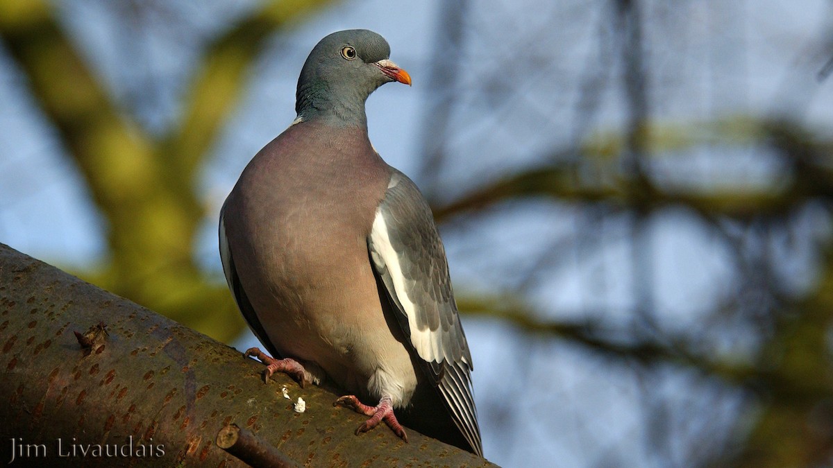Common Wood-Pigeon - James Livaudais