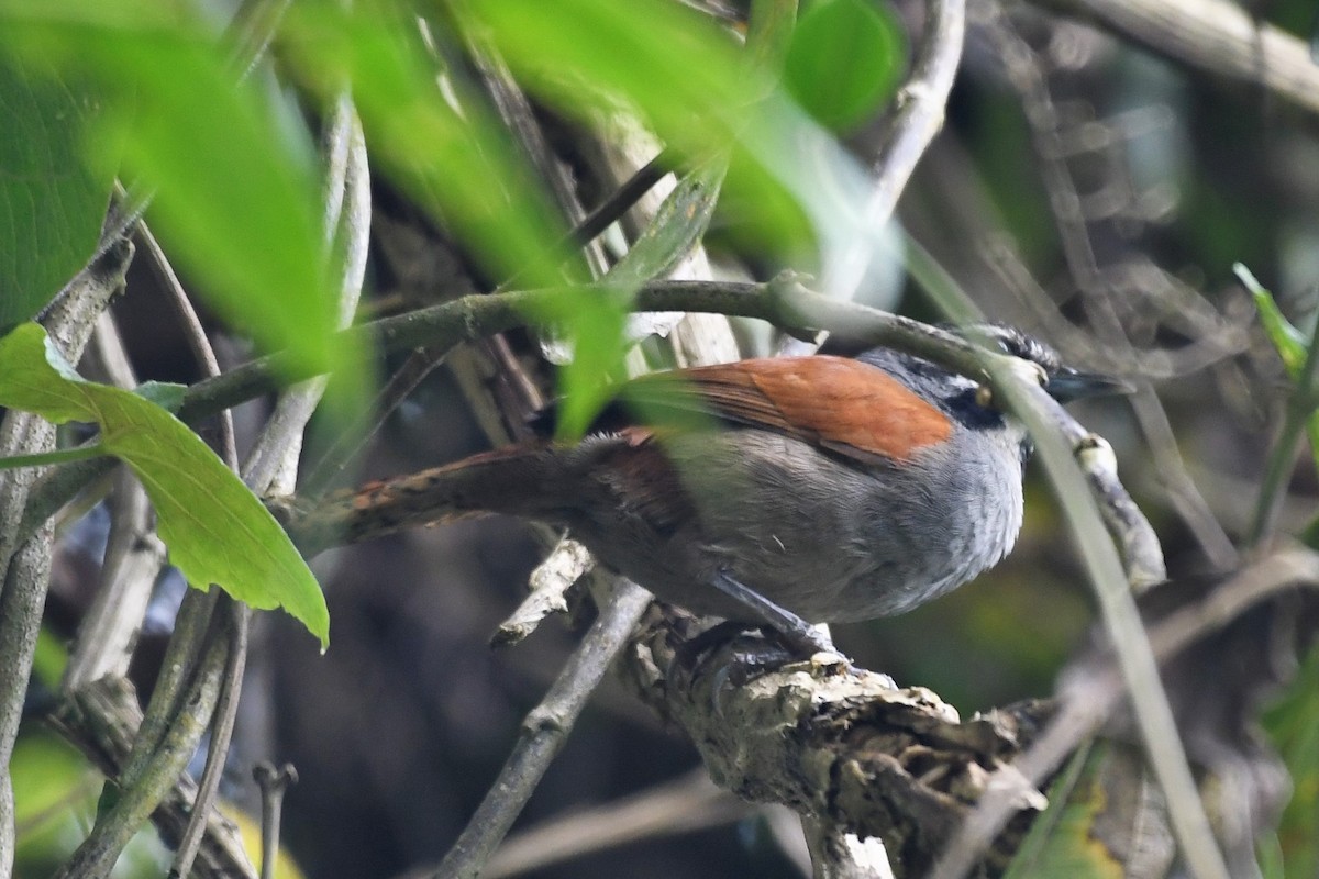 Whiskered Wren - ML144977461