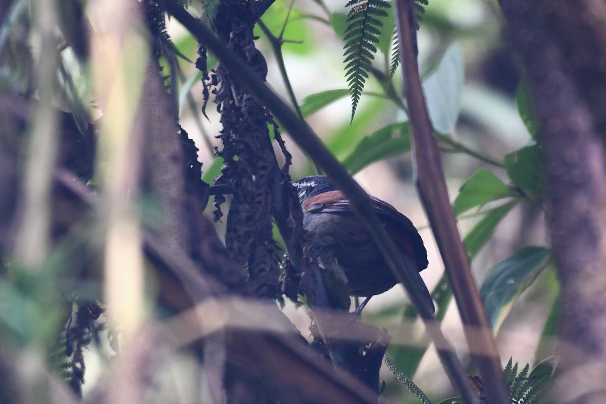 Whiskered Wren - ML144977471