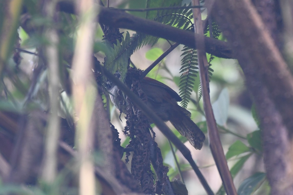 Whiskered Wren - ML144977481