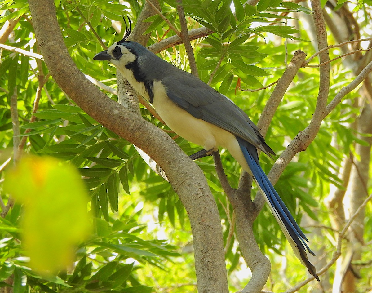 White-throated Magpie-Jay - ML144978721