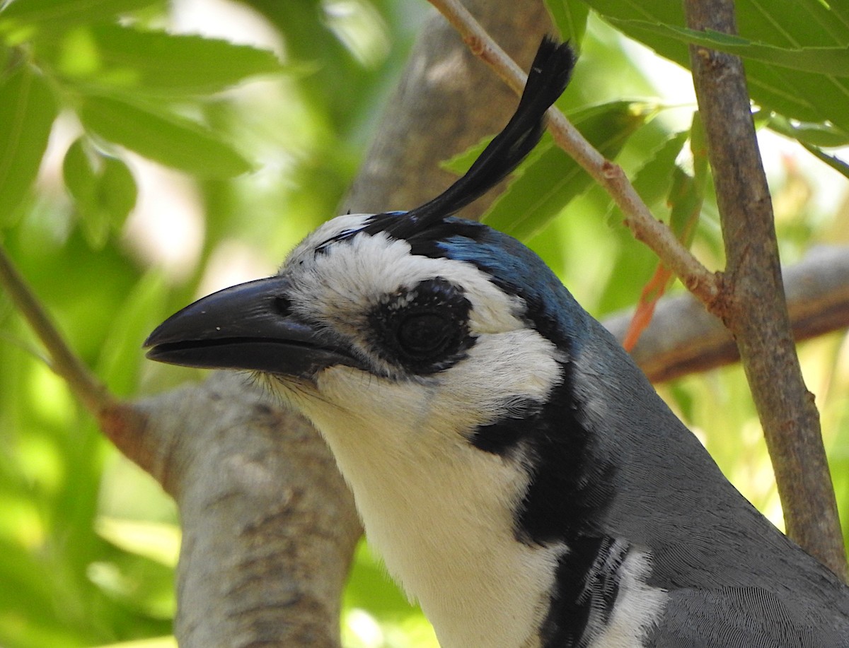 White-throated Magpie-Jay - ML144978781