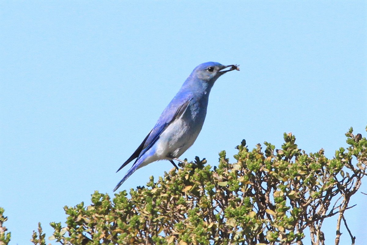 Mountain Bluebird - ML144978811