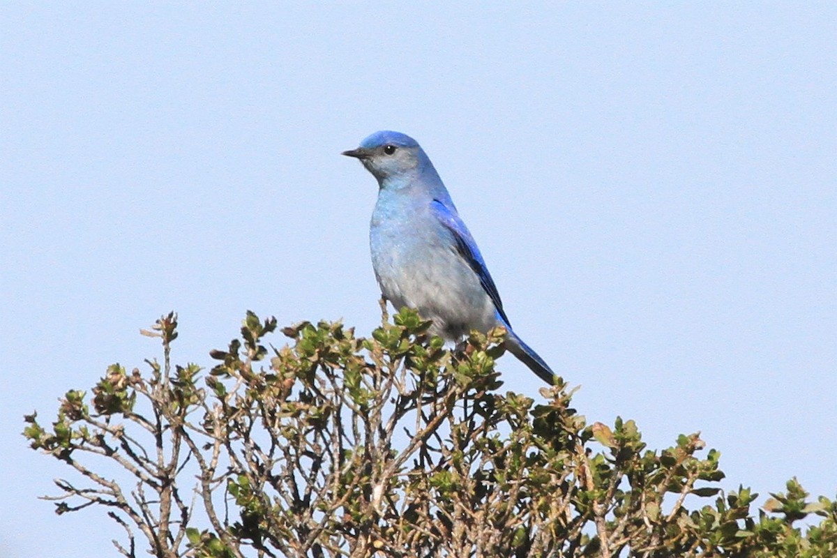 Mountain Bluebird - Kent Forward