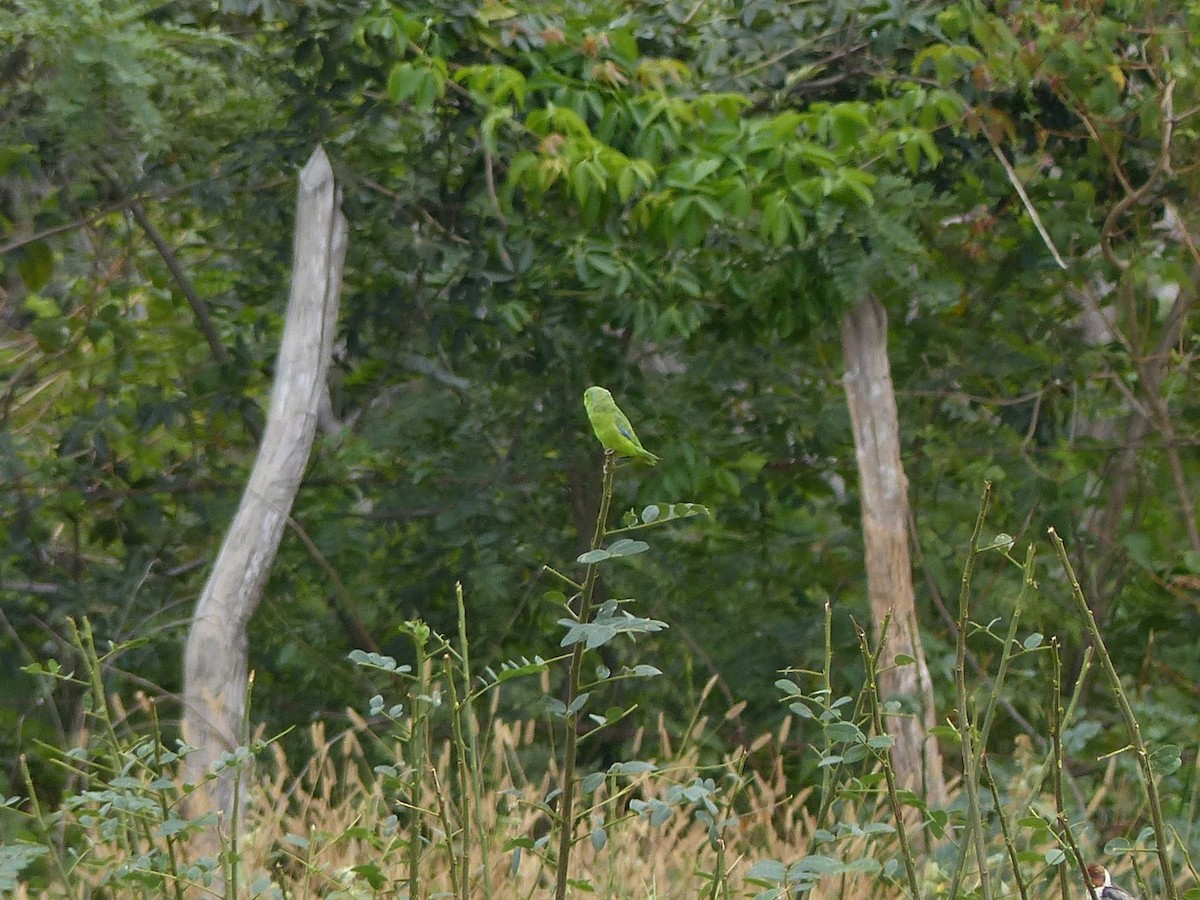 Cobalt-rumped Parrotlet - ML144979271