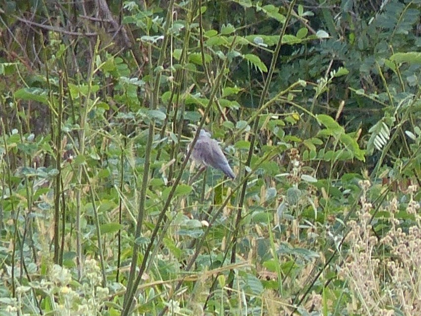 Plain-breasted Ground Dove - ML144979471