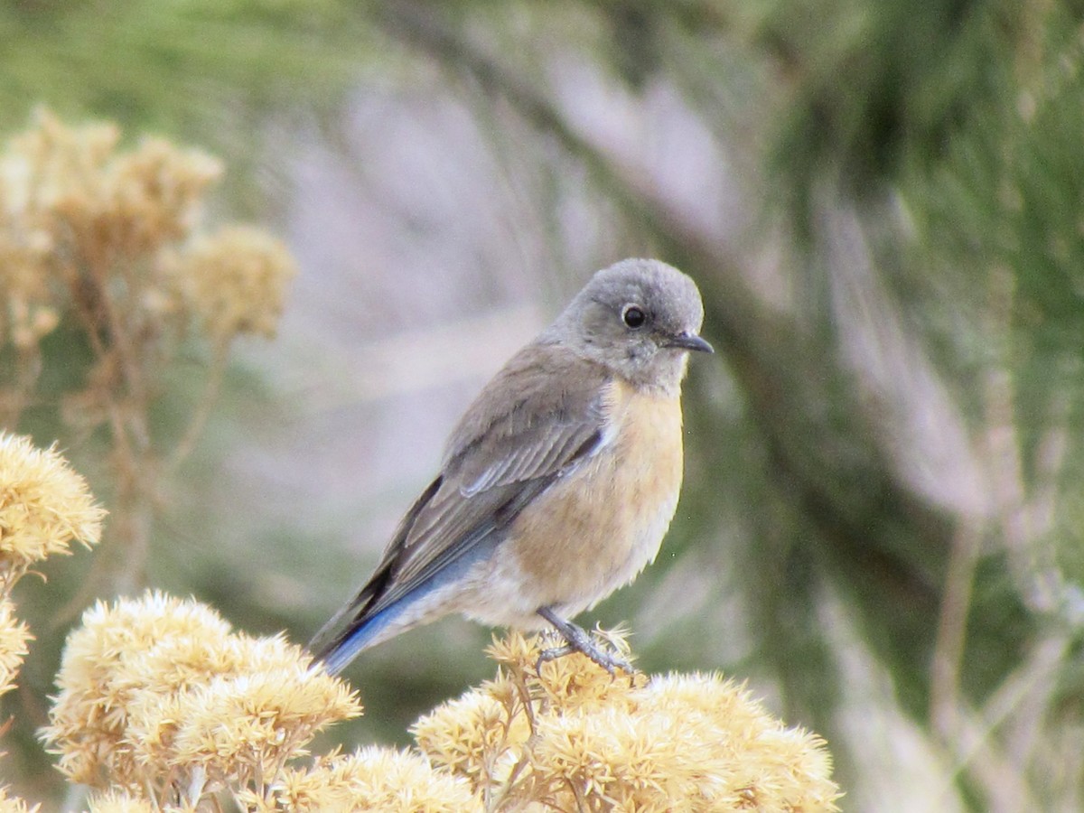 Western Bluebird - ML144980101