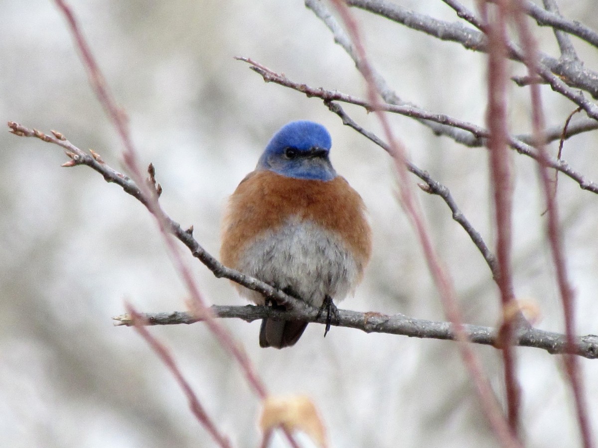 Western Bluebird - ML144980121