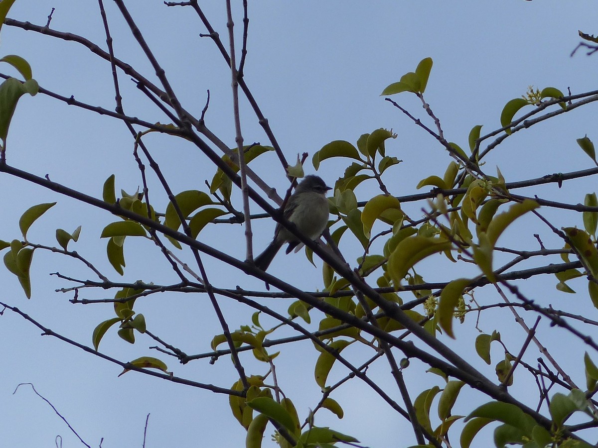 new world flycatcher sp. - ML144980141