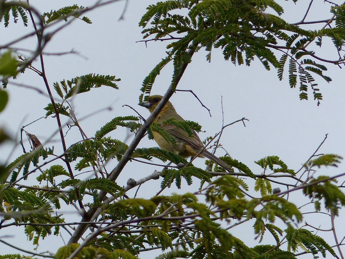 Cinnamon Tanager - ML144980531