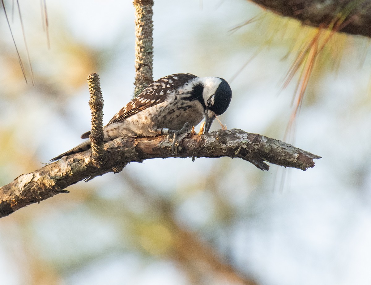 Red-cockaded Woodpecker - Homer Gardin