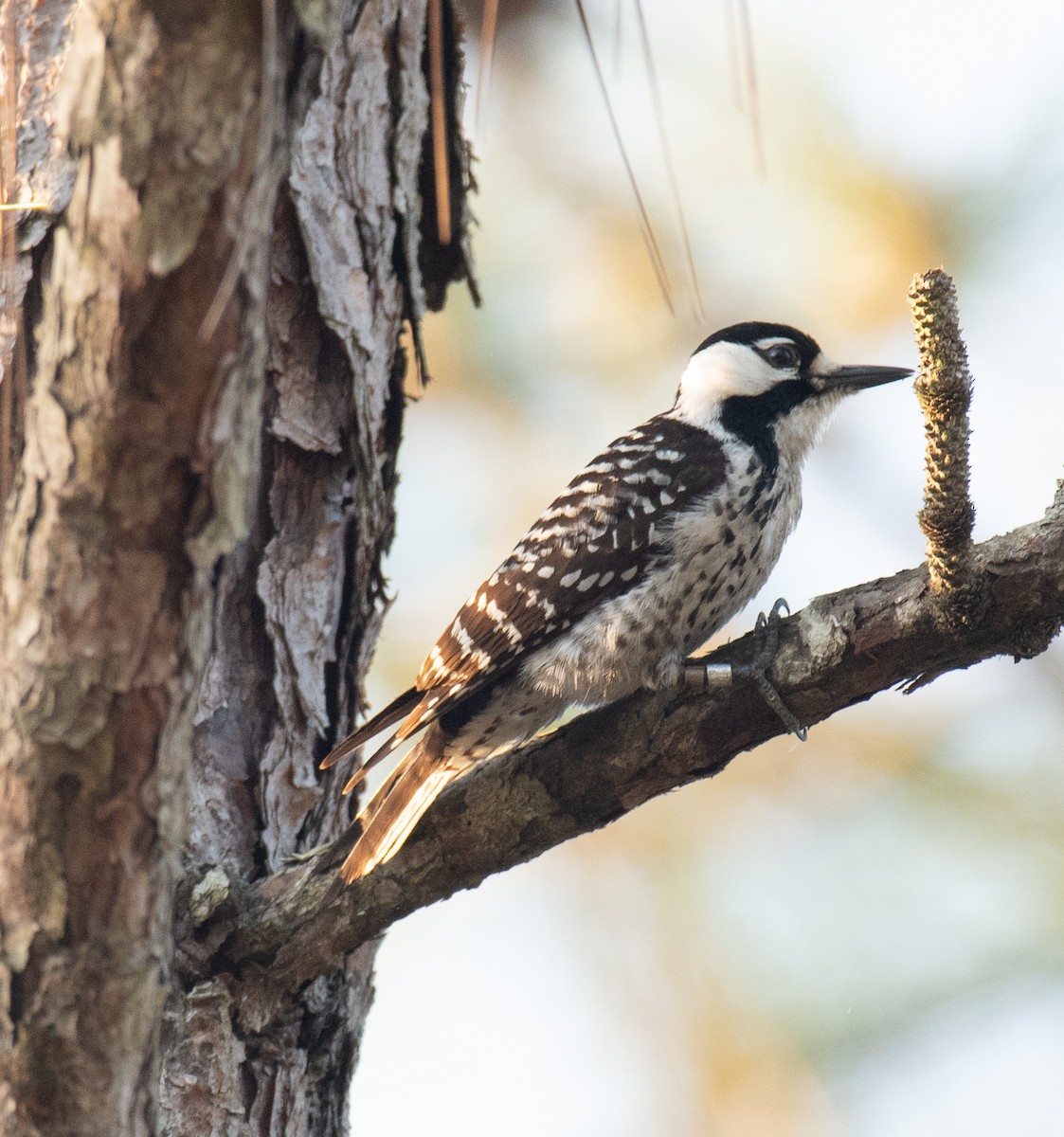 Red-cockaded Woodpecker - Homer Gardin