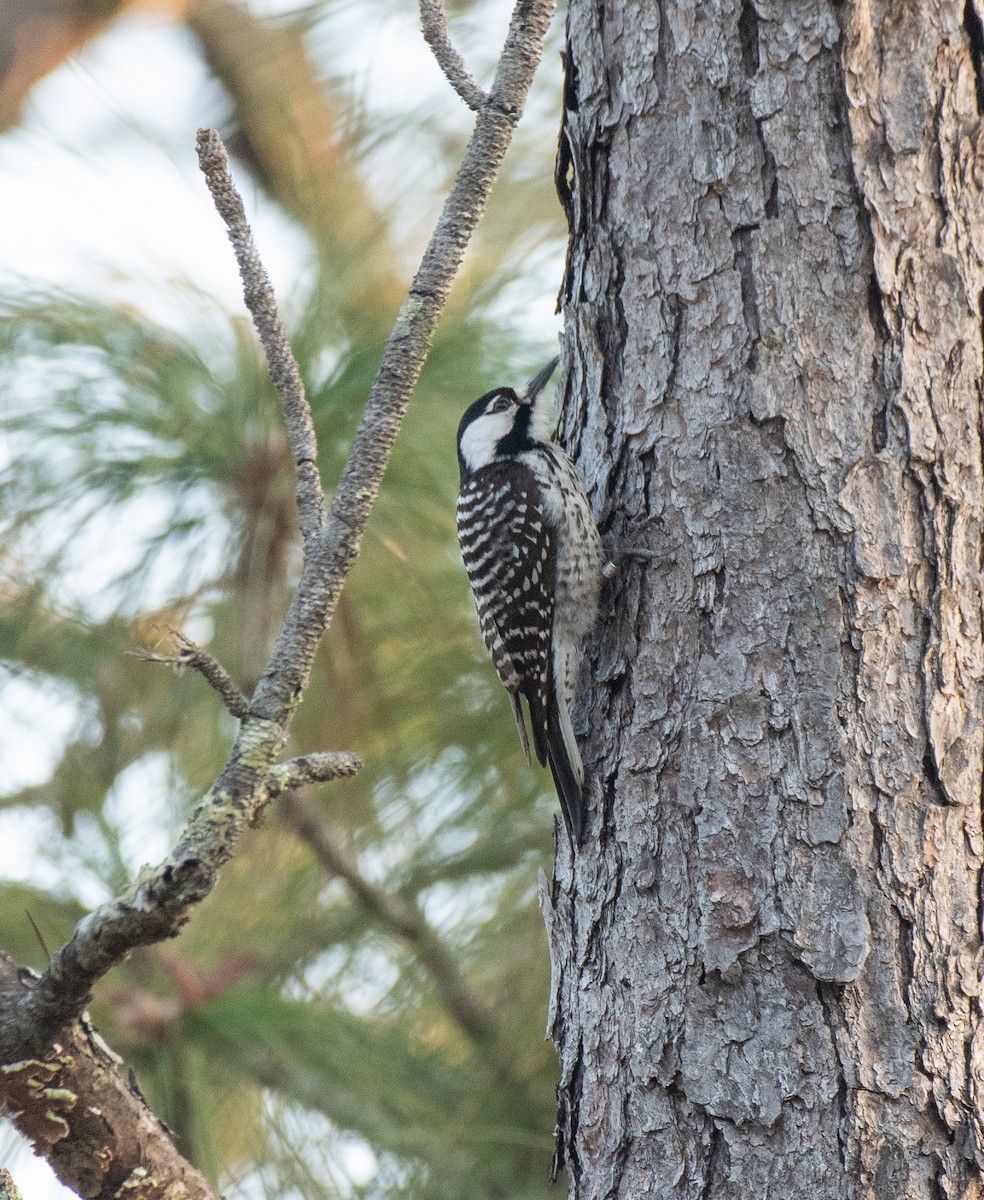 Red-cockaded Woodpecker - Homer Gardin