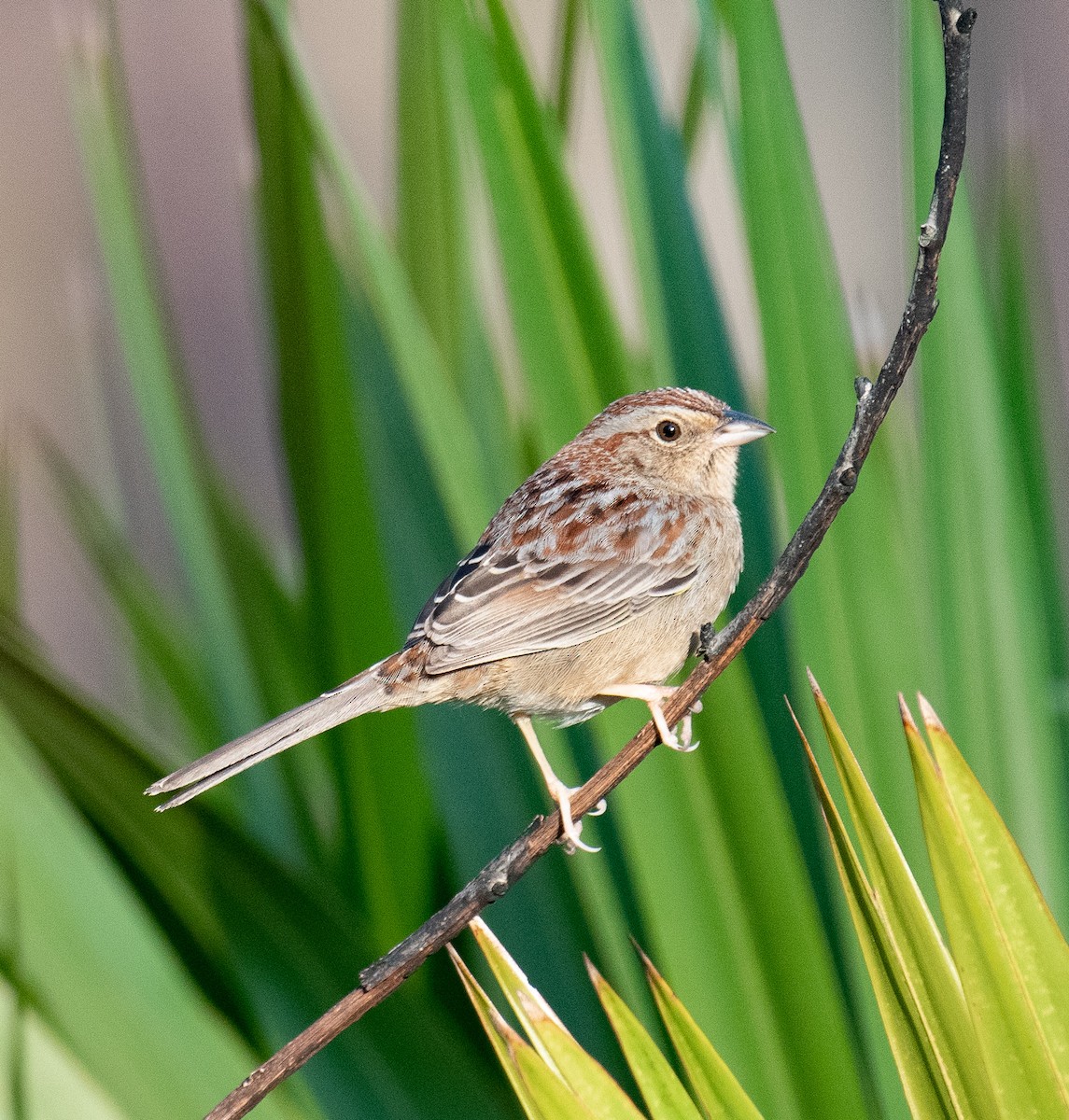 Bachman's Sparrow - ML144981261