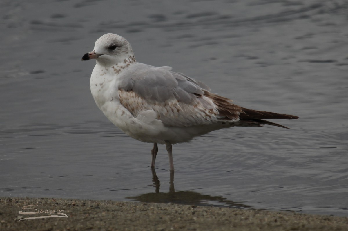 Ring-billed Gull - ML144981441