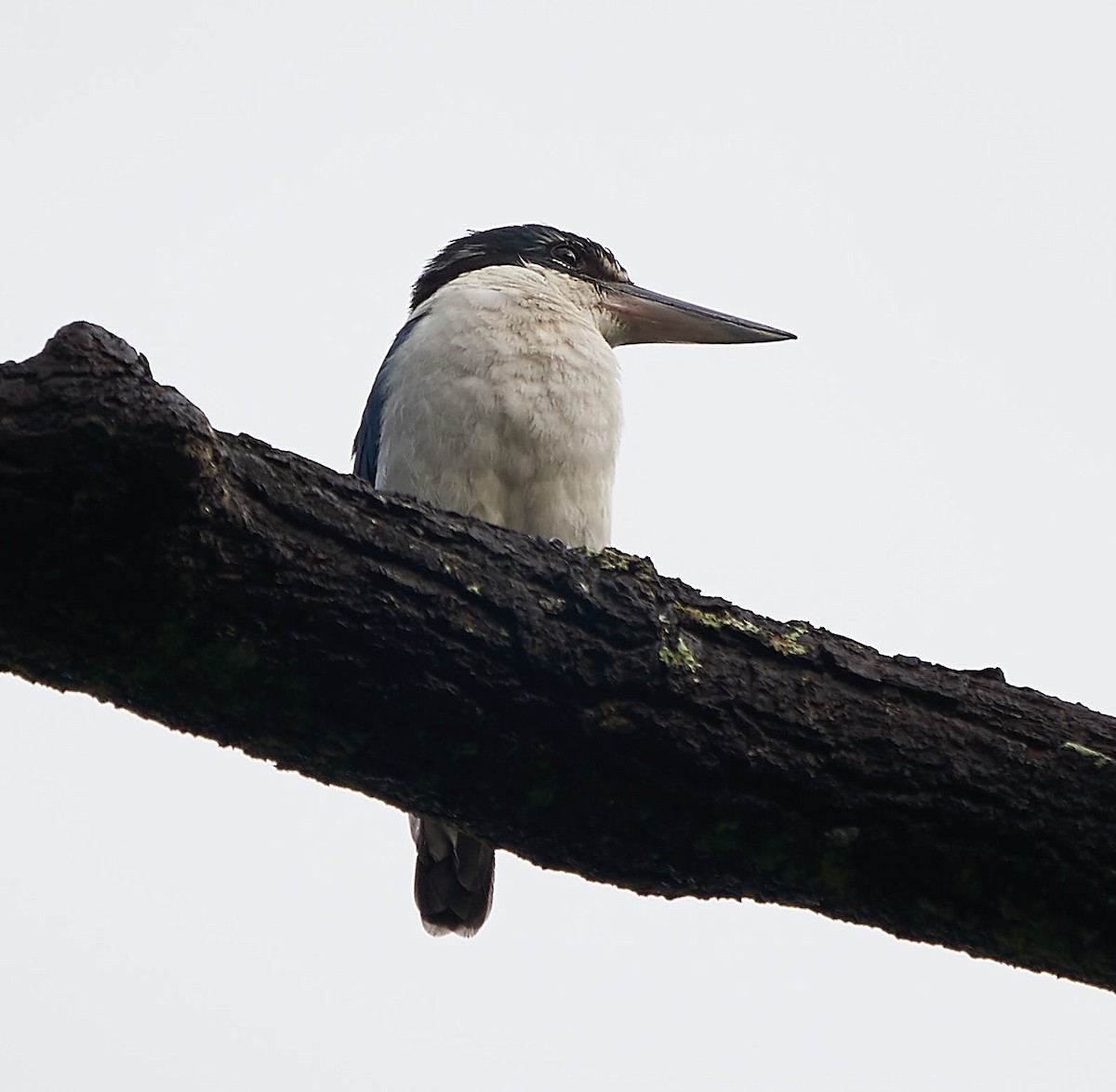 Collared Kingfisher - Steven Cheong