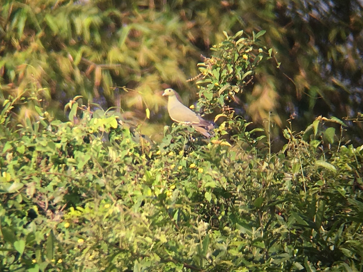 Pink-necked Green-Pigeon - ML144983731