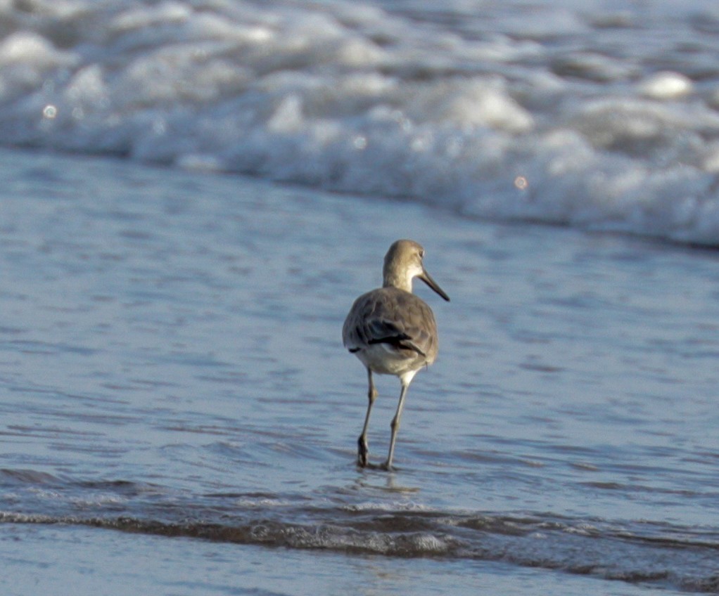 Willet (Western) - ML144984841