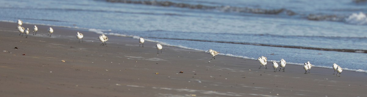 Sanderling - ML144985081